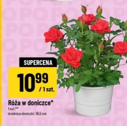 Róża w doniczce średnica doniczki 10,5cm