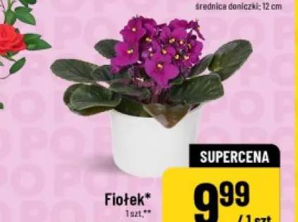 Fiołek średnica doniczki 12cm