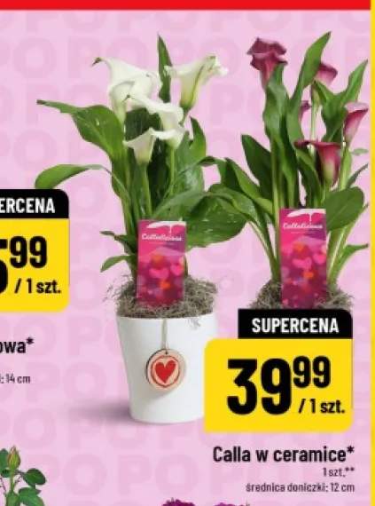 Calla w ceramice średnica doniczki 12cm