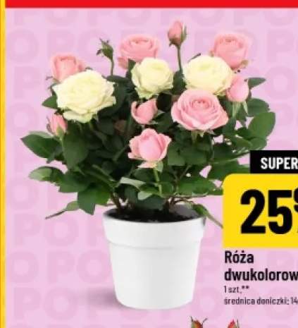 Róża dwukolorowa średnica doniczki 14cm