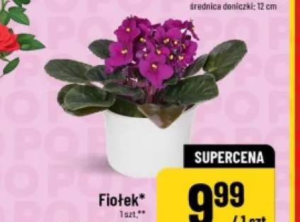 fiołek