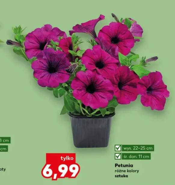 petunia