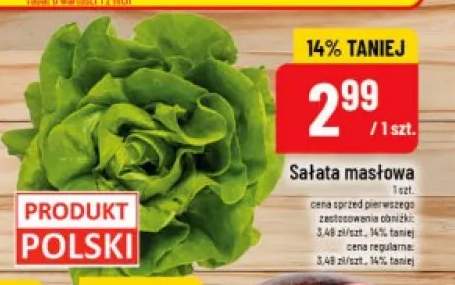 Sałata masłowa polska