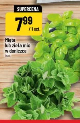 Zioła mix w doniczce