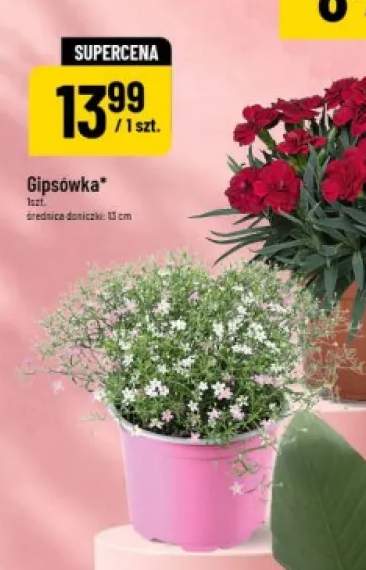Gipsówka średnica doniczki 13cm
