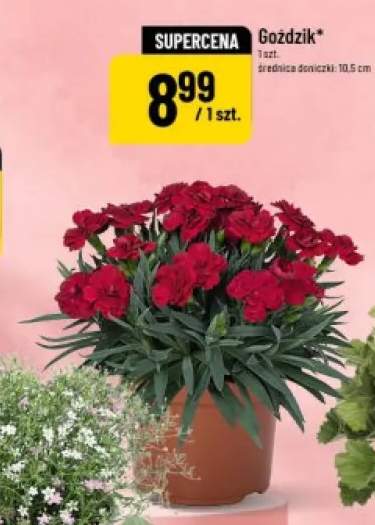 Goździk średnica doniczki 10,5cm