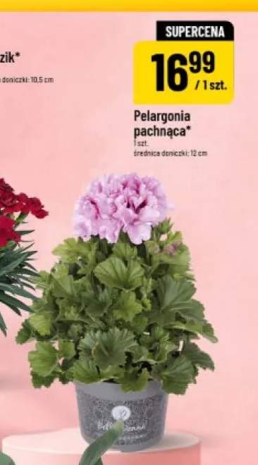 Pelargonia pachnąca średnica doniczki 12cm