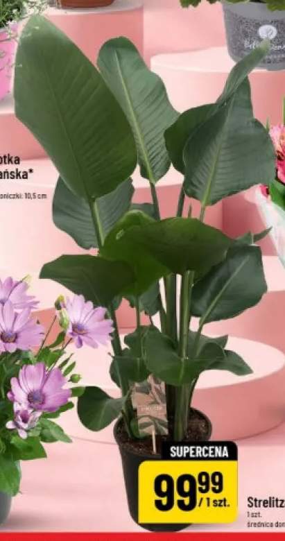 Strelitza średnica doniczki 19cm