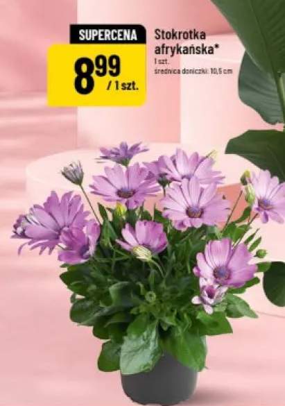 Stokrotka afrykańska średnica doniczki 10,5cm