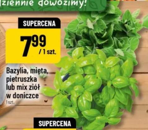 Bazylia w doniczce
