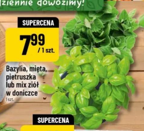 Bazylia w doniczce +3 warianty