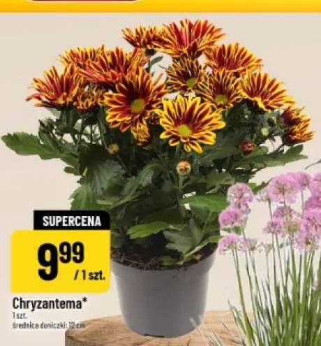 Chryzantema