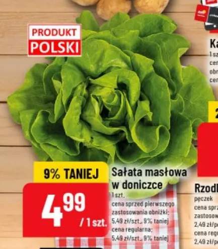 Sałata masłowa w doniczce