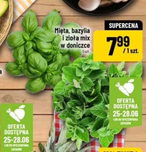 Bazylia w doniczce +2 warianty