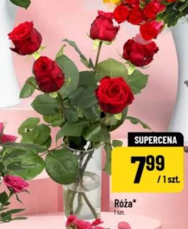 Róża cięta