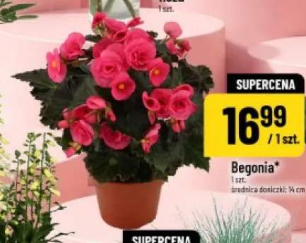 Begonia w doniczce