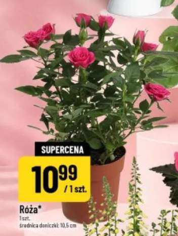 Róża w doniczce