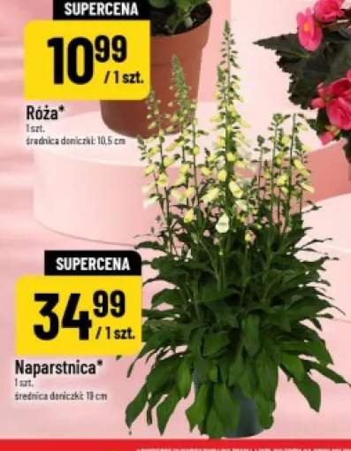 Naparstnica w doniczce