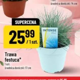 Trawa Festuca Intense Blue