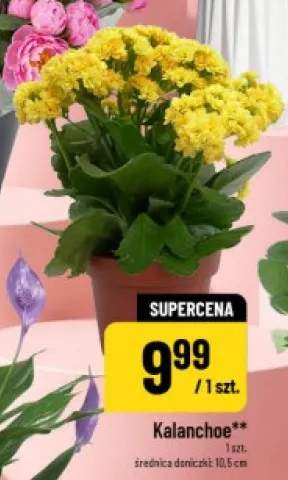 Kalanchoe