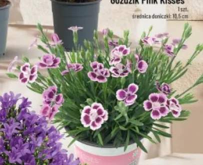 Goździk Pink Kisses