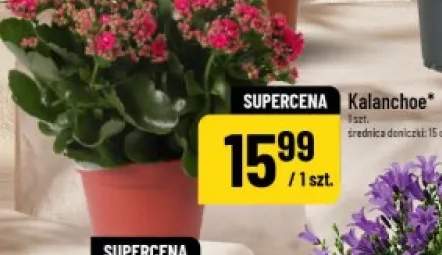 Kalanchoe