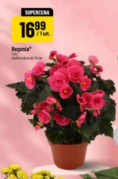 Begonia