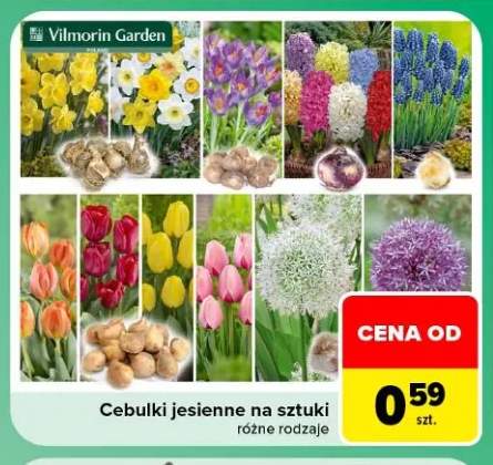 cebulki kwiatów