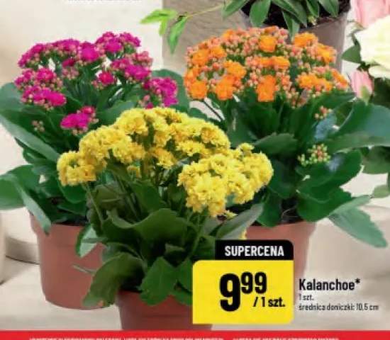 Kalanchoe