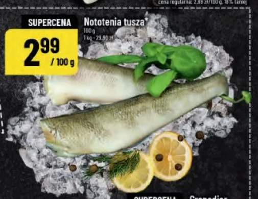 Nototenia tusza