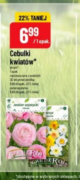 Cebulki kwiatów Jaskier azjatycki różowy Carderin +1 wariant