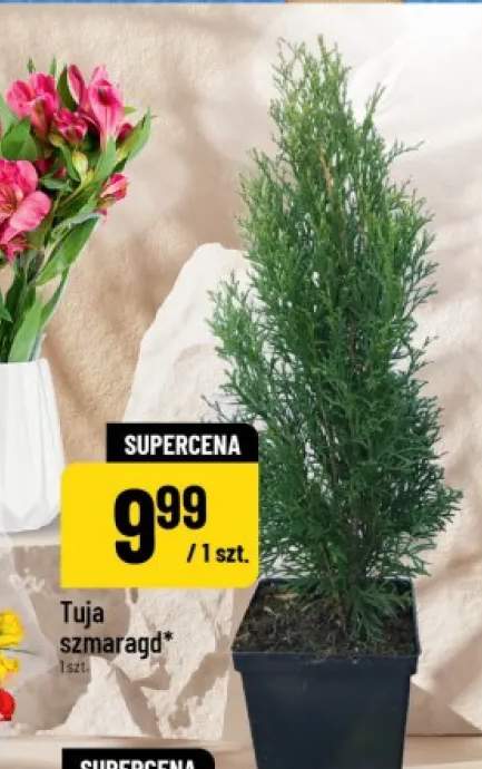 Tuja szmaragd