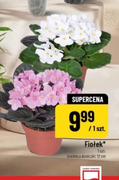 Fiołek