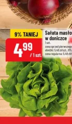 Sałata masłowa w doniczce