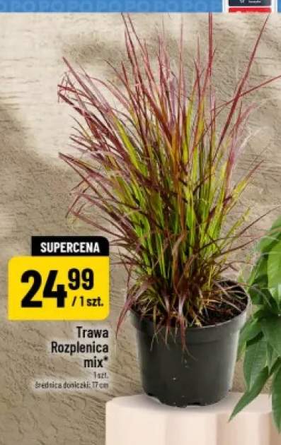 Trawa rozplenica