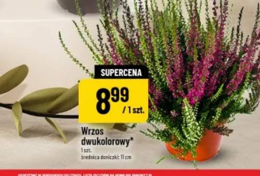 Wrzos dwukolorowy