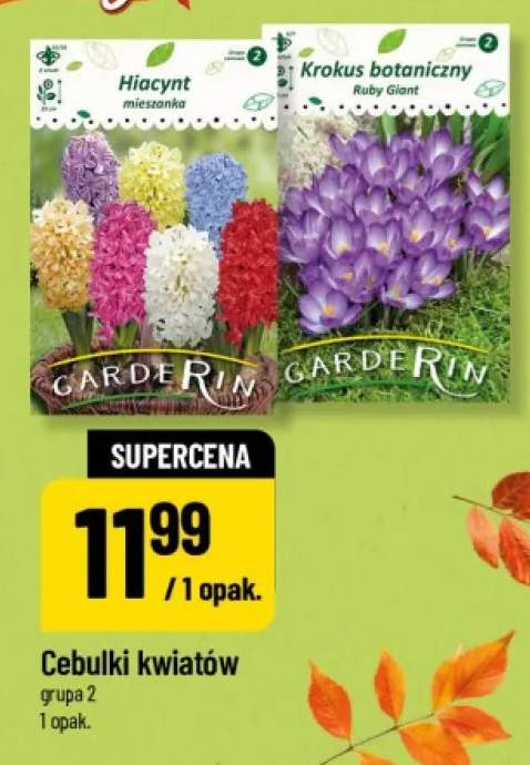 Cebulki kwiatów Krokus botaniczny Ruby Giant Garderin +1 wariant