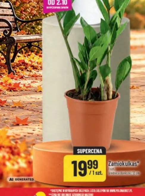 Zamiokulkas średnica doniczki 12 cm