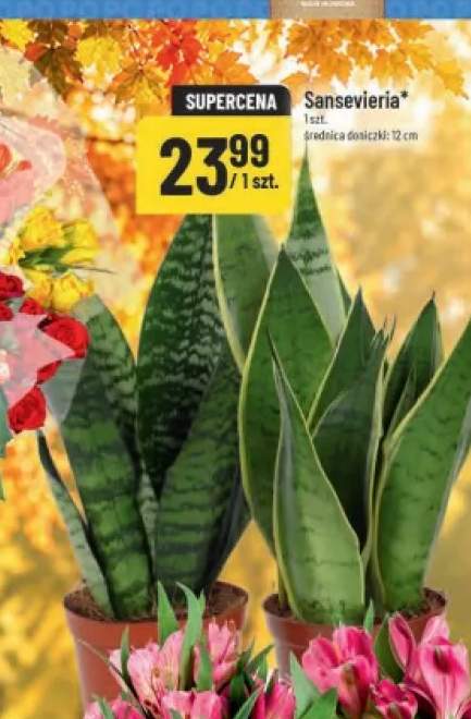 Sansevieria średnica doniczki 12 cm