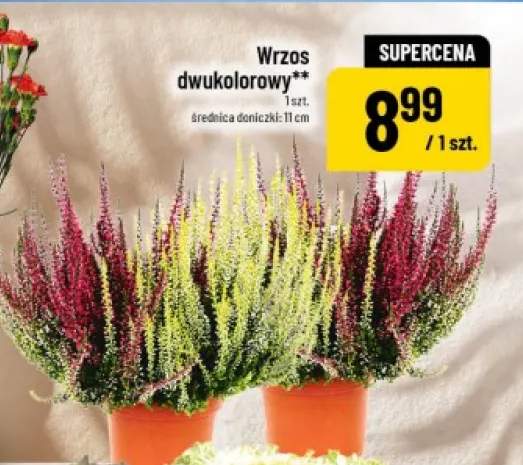 Wrzos dwukolorowy