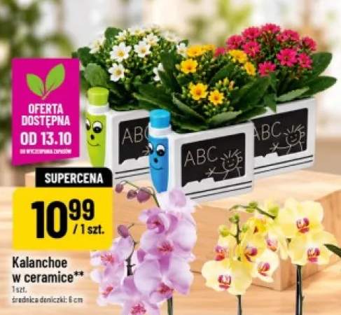 Kalanchoe w ceramice