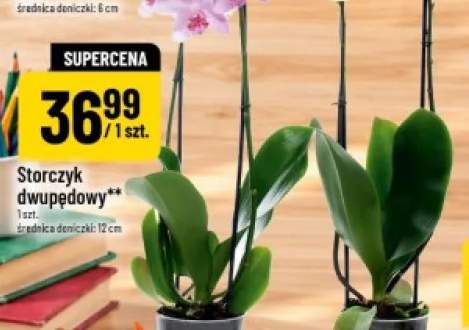 Storczyk dwupędowy