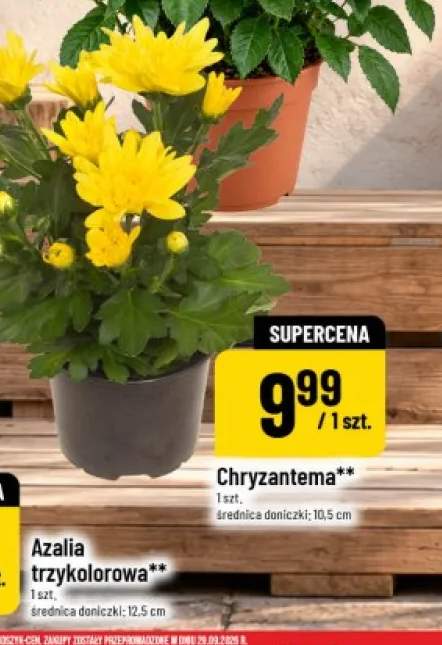 Chryzantema