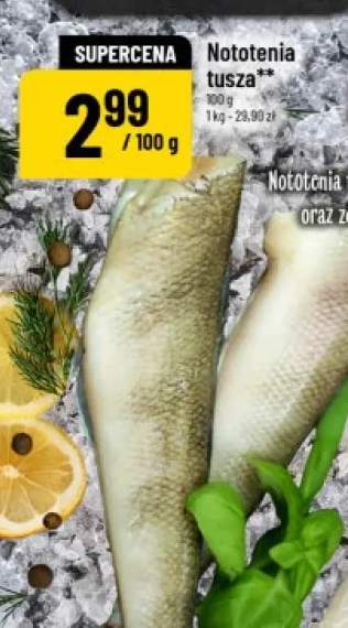 Nototenia tusza