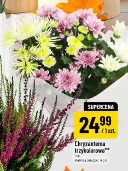 Chryzantema trzykolorowa