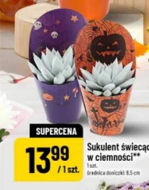 Sukulent świecący w ciemności