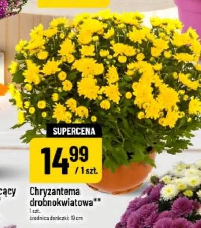 Chryzantema drobnokwiatowa