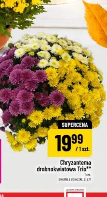 Chryzantema drobnokwiatowa Trio