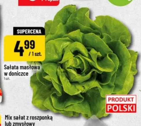 Sałata masłowa w doniczce