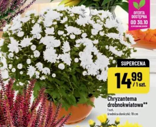 Chryzantema drobnokwiatowa